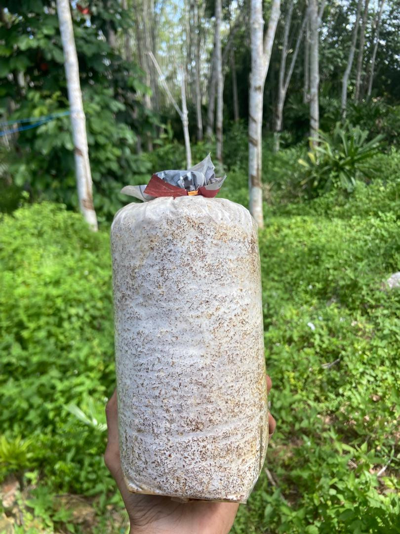 Bongkah cendawan sisir Jumbo