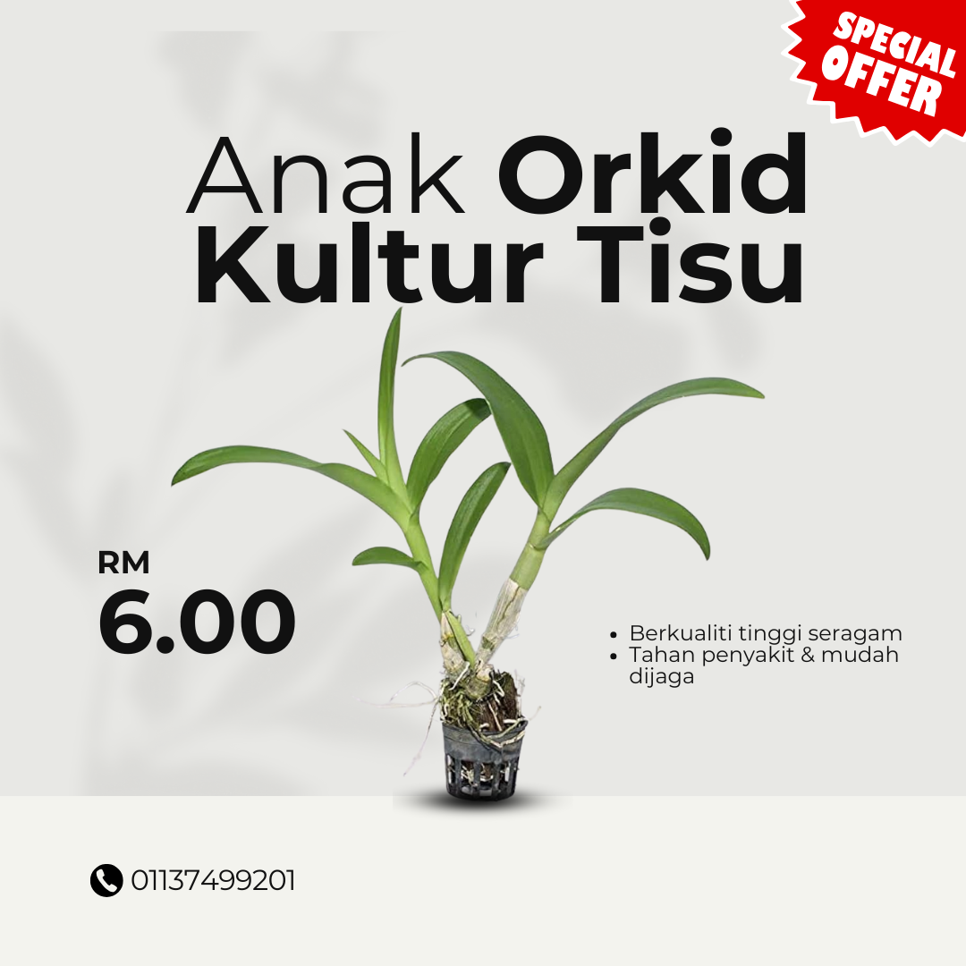 ANAK ORKID (KULTUR TISU)