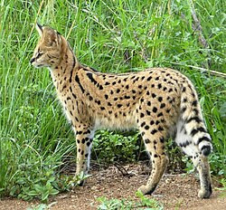 African Serval (Jantan)