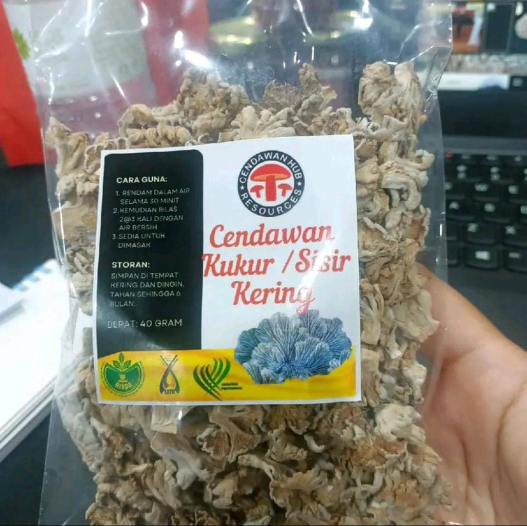 Cendawan Sisir/ Kukur kering