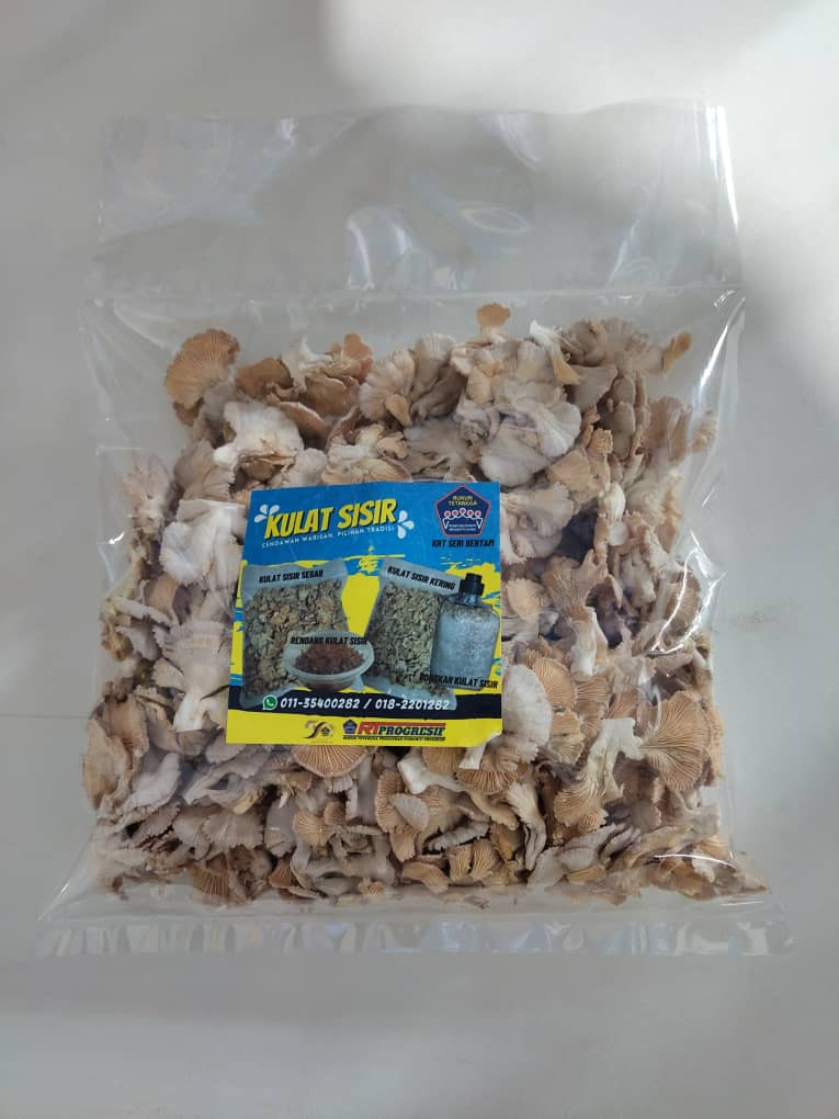 Kulat Sisir Segar (Pek Besar)
